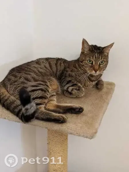 Perdue chatte tigrée à Mérignac - photo