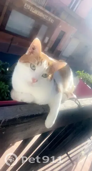 Chat perdu à Sainte-Marie-la-Mer - photo