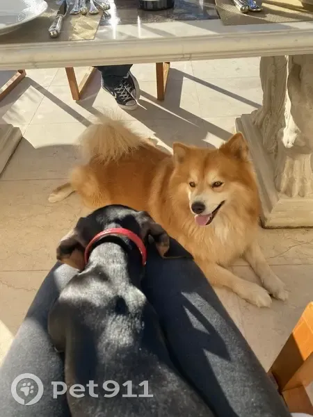 Richie, Pomsky fauve 8 ans perdu à Antibes - photo