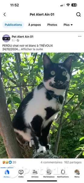 Chat perdu noir et blanc, yeux verts, Trévoux - photo
