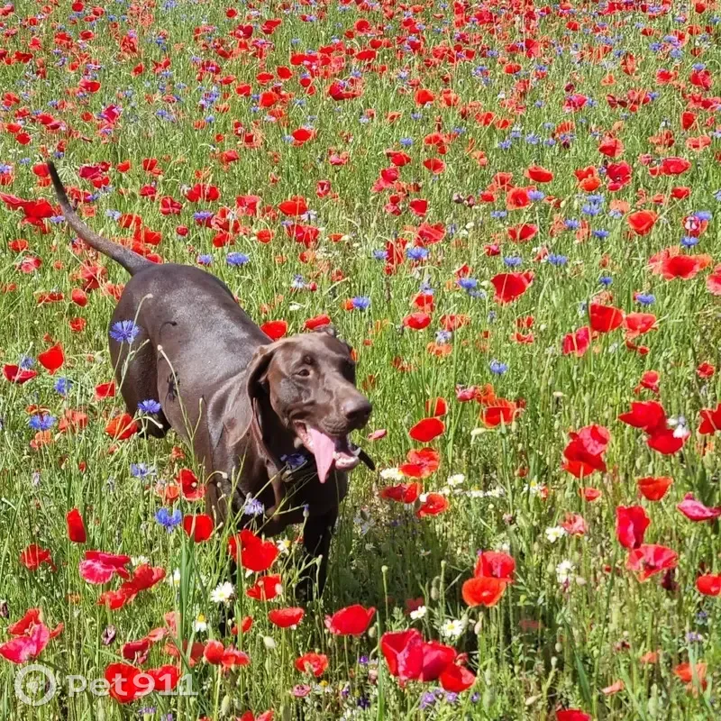 Chiens perdus en forêt de Froidvent - photo