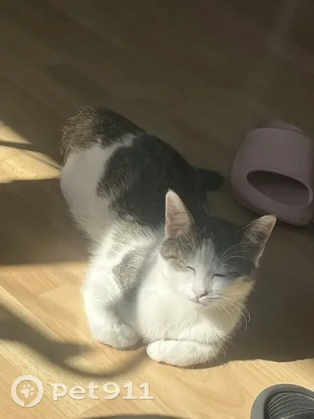 Chatte perdue, 6 mois, blessée à Troyes - photo