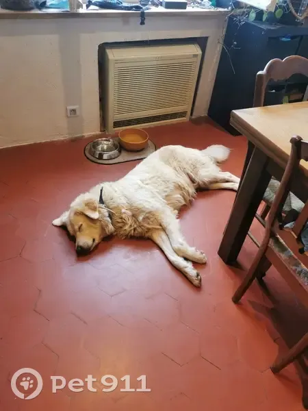 Chienne patou âgée trouvée à Hasparren - photo