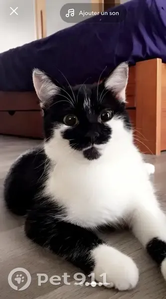Chat noir et blanc perdu à Guérigny - photo