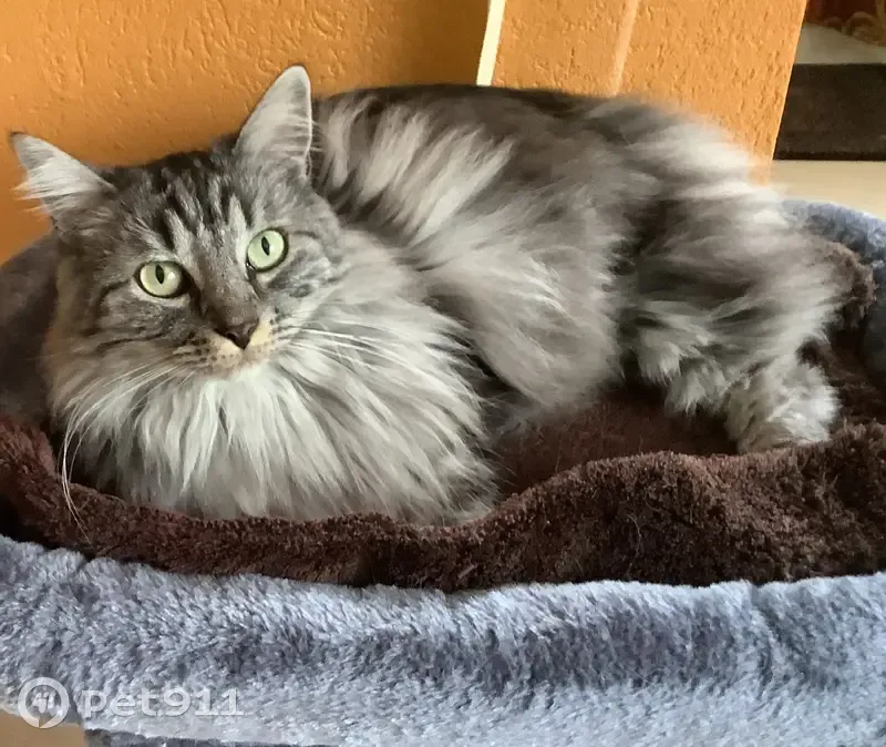 Chatte Poussine disparue, récompense offerte - photo