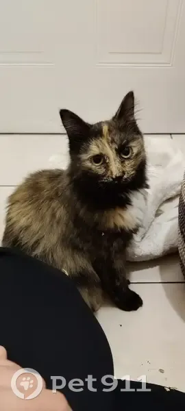 Jeune chatte trouvée, rue Linné, Nantes - photo