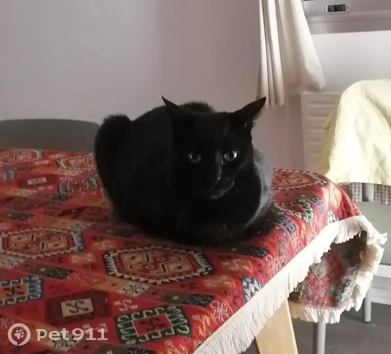 Chat perdu à Envermeu : Gontran noir - photo