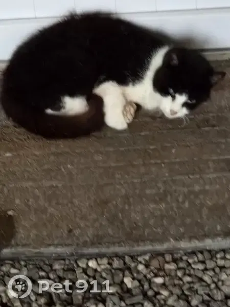 Chat noir et blanc blessé à Sciecq - photo