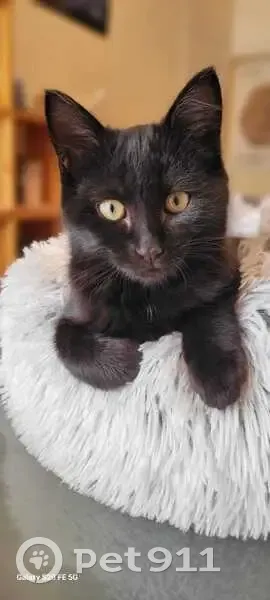 Chaton noir perdu au Poulfanc, Séné - photo