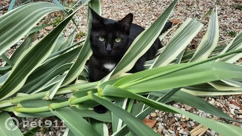 Jeune chat noir perdu, puce, Dry - photo