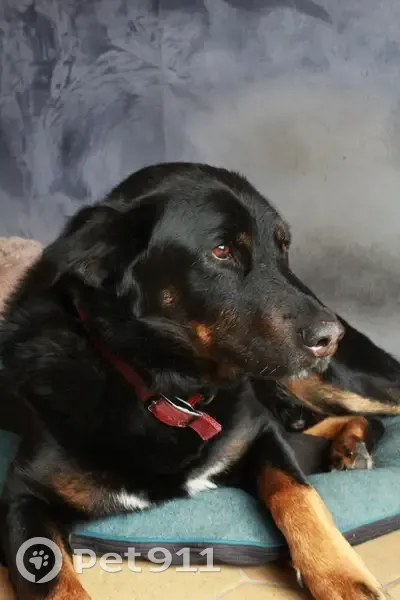 Beauceron mâle perdu à Guérande - photo