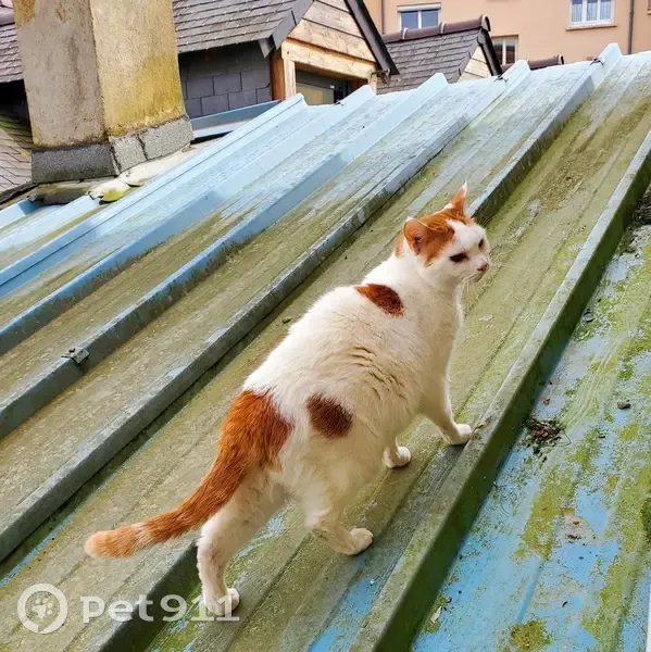 Chat mâle blanc/roux perdu à Rennes - photo