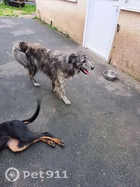 Chien trouvé Rue de la Mairie, Moinville - photo