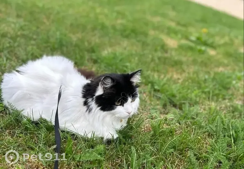 Chat perdu, mâle dodu blanc/noir, Flachères - photo