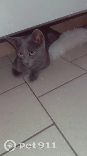 Chat perdu à Liévin, aide recherchée - photo