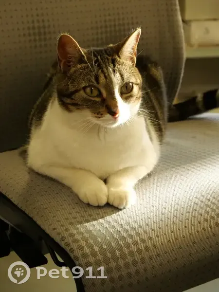 Chatte perdue à Montrabé, blanche tigrée - photo