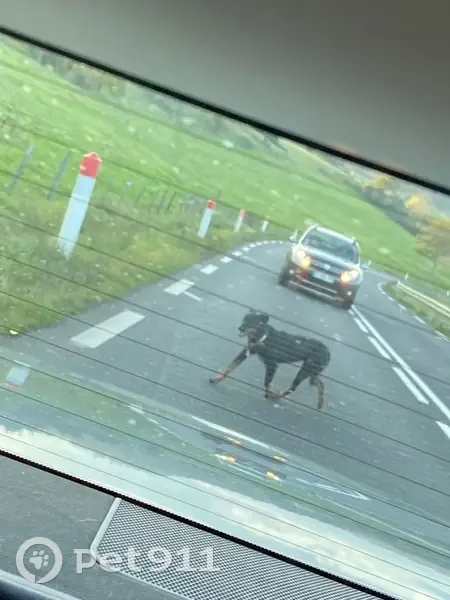 Beauceron noir/marron trouvé à Andelat - photo