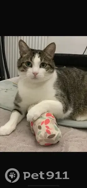 Chat mâle 6 ans perdu à Angers - photo
