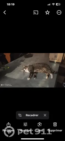 Chatte tigrée perdue à Cravanche - photo