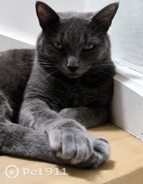 Chat gris Tuco perdu à Blanzat - photo