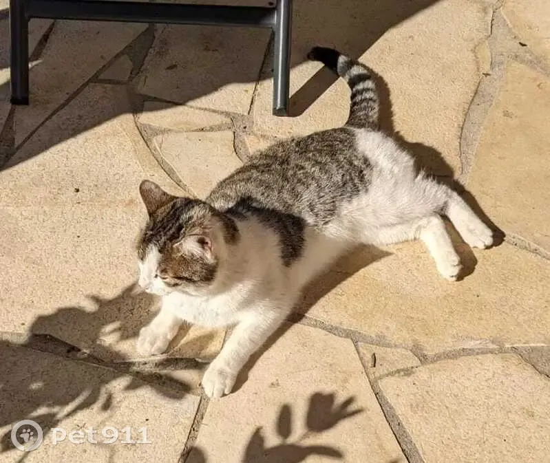 Chat perdu à Avignon le 26/10/2024 - photo