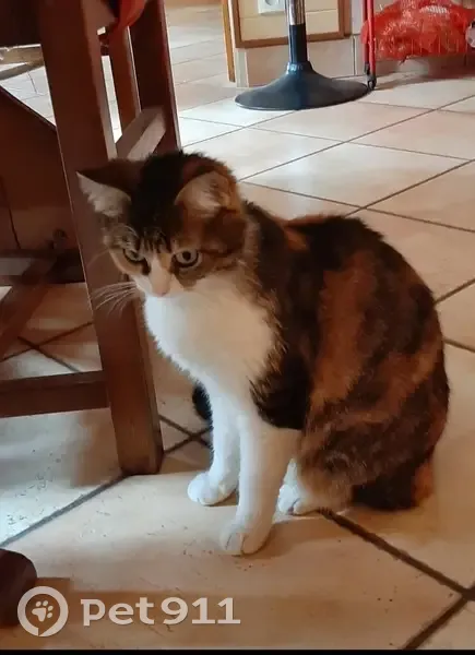 Chatte tigrée-blanche perdue à Évron - photo