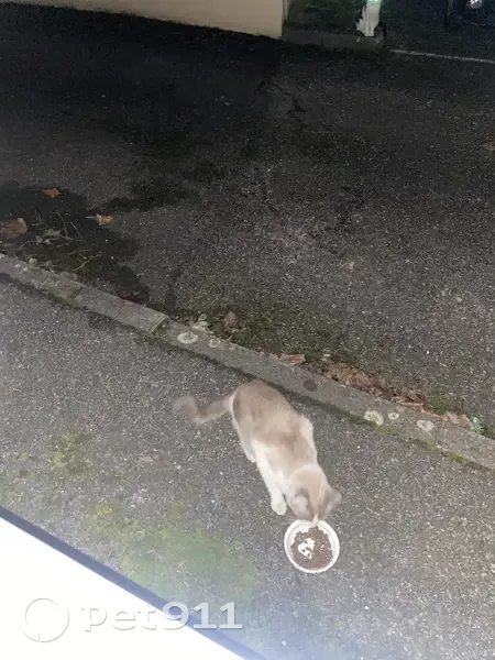 Chat beige et blanc trouvé, peureux à Lyon - photo