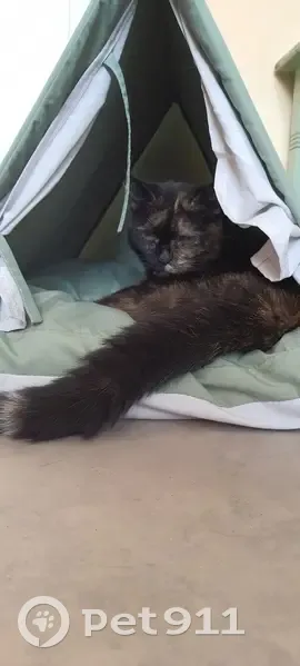 Chatte écaille perdue à Montluçon - photo
