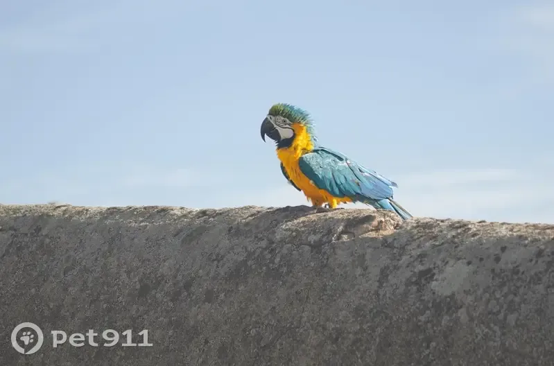 Oiseau perdu à Cellieu, contactez-moi - photo