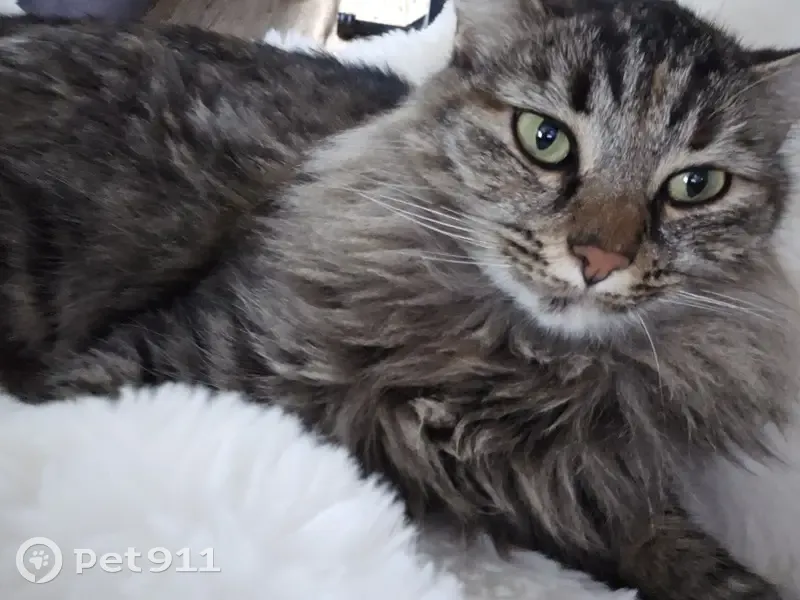 Chat perdu secteur Boiffier, Saintes - photo