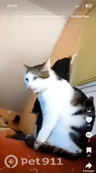 Chat Titout perdu, besoin traitement urgent - photo