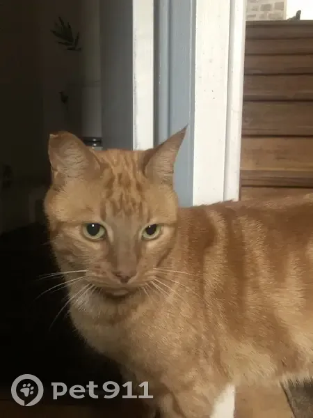 Chat roux perdu près école cirque Cherbourg - photo