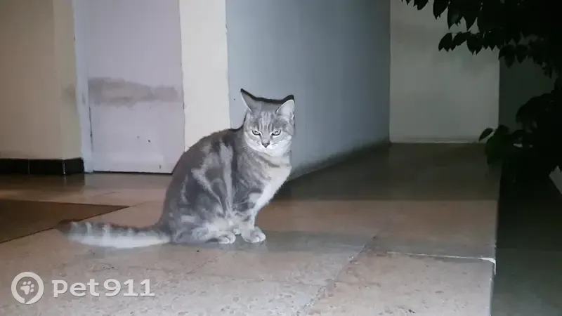 Chat gris trouvé à Mérignac - photo