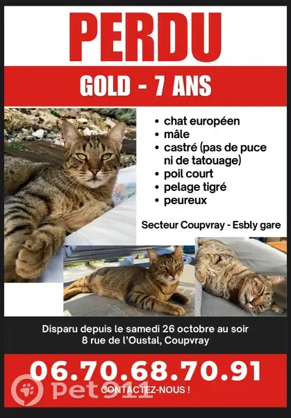 Chat disparu à Coupvray : mâle castré - photo
