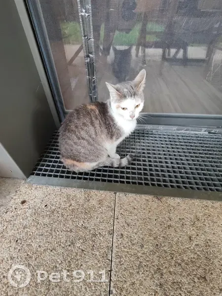 Chat trouvé Rue des Epinettes - photo