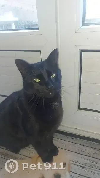Chat noir disparu à Jouy, Rue des Terres Molles - photo