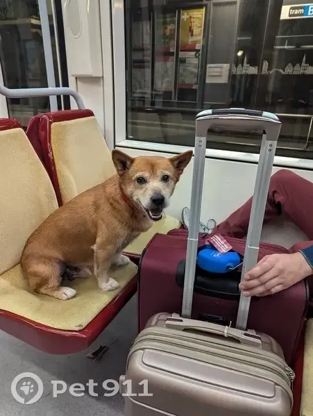 Shiba croisé perdu à l'Elsau, Strasbourg - photo
