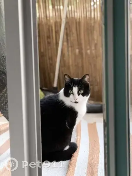 Chatte noire et blanche perdue à Nancy - photo