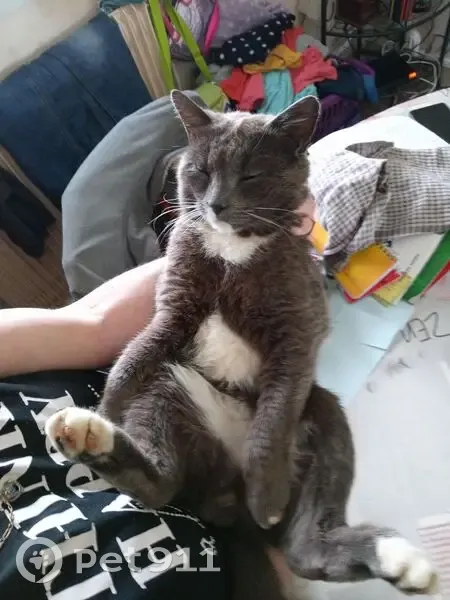 Chat gris Wylson disparu à Durtal - photo