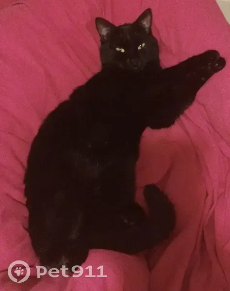 Chat noir femelle perdu à Rebais - photo