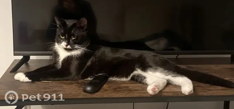 Chat noir et blanc perdu à Yzeure - photo