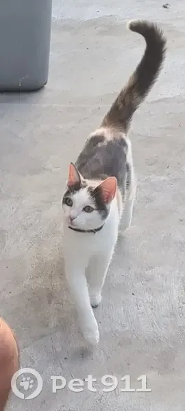 Chatte 1 an disparue à Boulay-Moselle - photo