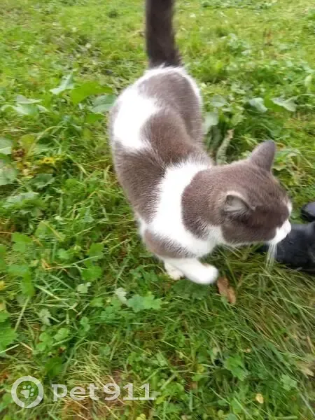 Chat sociable trouvé à Ramicourt - photo