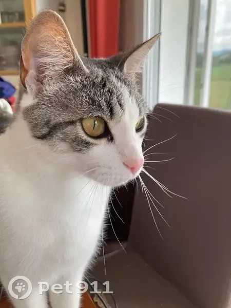 Chat mâle 5 ans perdu à Fillinges - photo