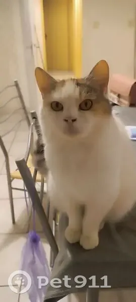 Chatte persane perdue à Sèvremoine - photo
