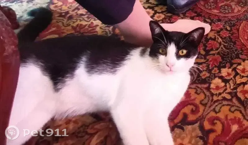 Chat perdu : mâle blanc/noir, Domessin - photo