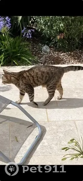 Chatte tigrée 12 ans disparue à Dole - photo