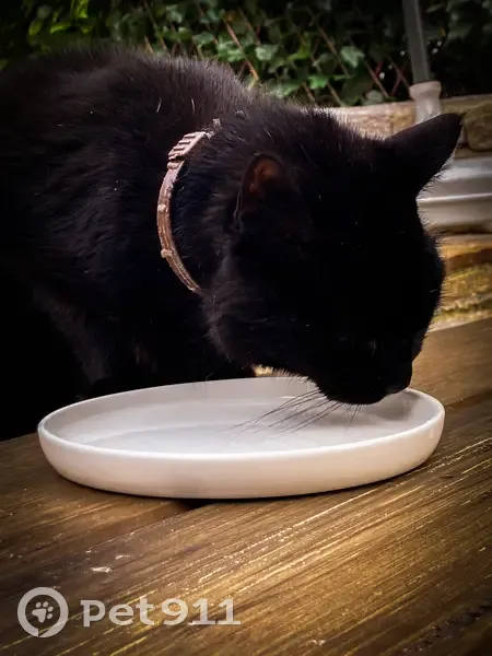 Chat noir avec collier trouvé à Albi - photo
