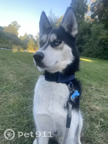 Chien perdu : husky Volt à Castillon - photo