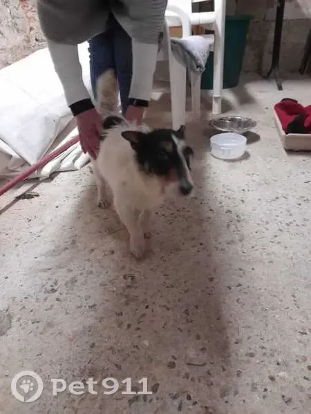 Fox terrier femelle trouvée à Montiers - photo